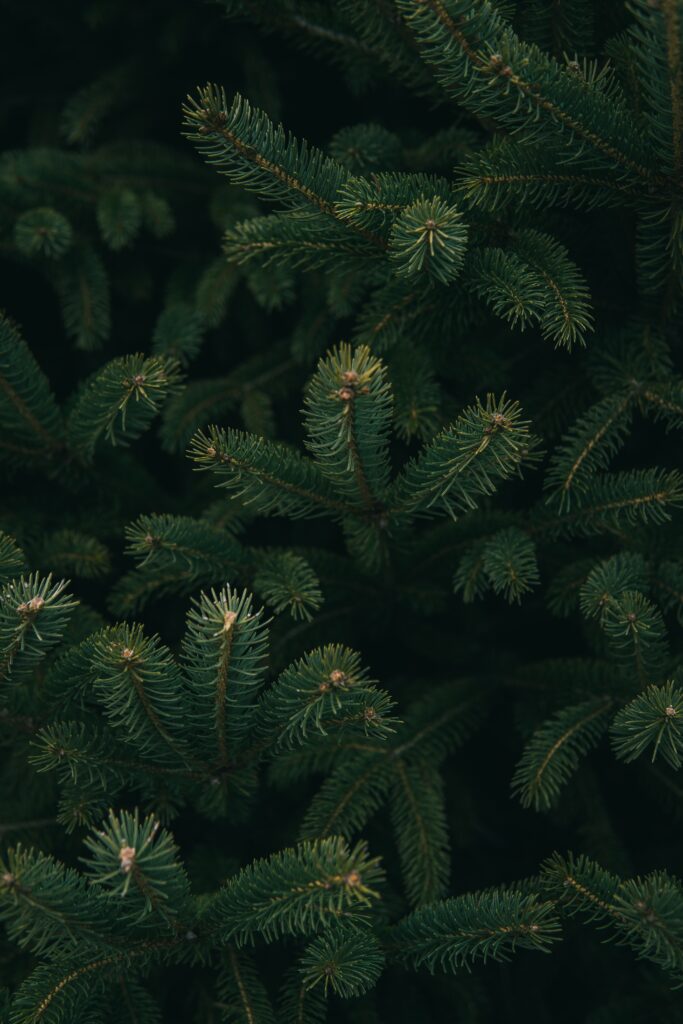 The 12 Ways of Recycling over Christmas